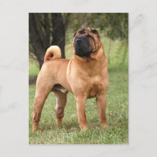 EL JAYS POSTCARD POSTKARTE