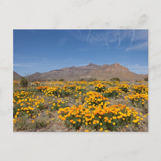 El Paso Poppies Postkarte (Vorderseite)