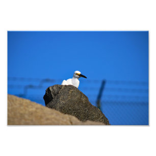 El Porto Manhattan Beach Fotodruck