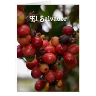 El Salvador Kaffeebohnen