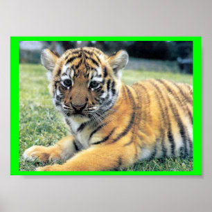 EL Tigre (auf englisch: Der Tiger) Poster