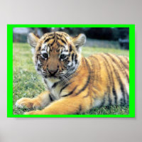 El Tigre (in englischer Sprache: The Tiger)
