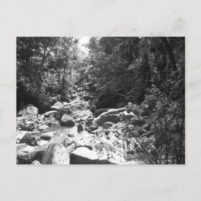 El Yunque National Rainforest Postkarte (Vorderseite)