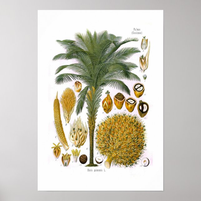Elaeis guineensis (Ölpalme) Poster (Vorne)