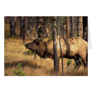 élan, Cervus elaphus, taureau claironne dans un br