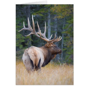 Élan mâle des montagnes Rocheuses