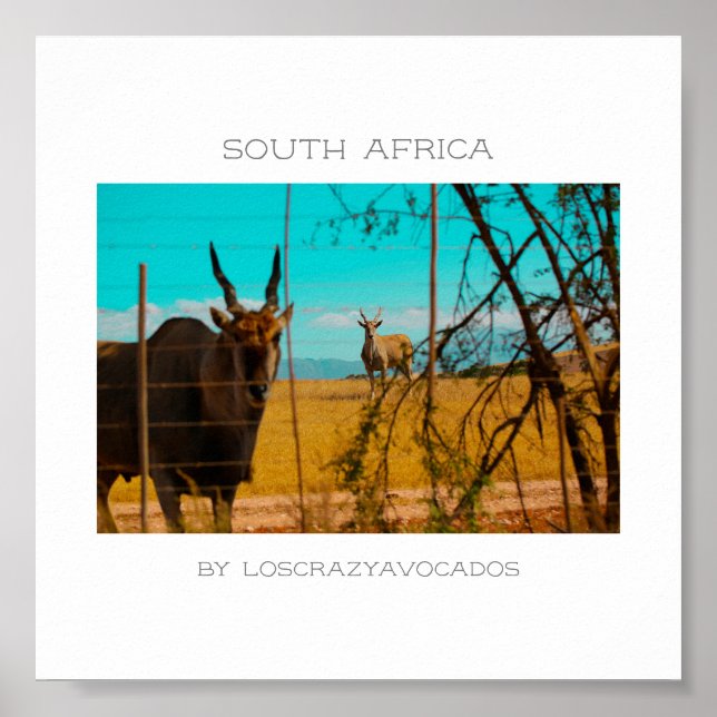 Eland Antelope Animal South Africa ZA Poster (Vorne)