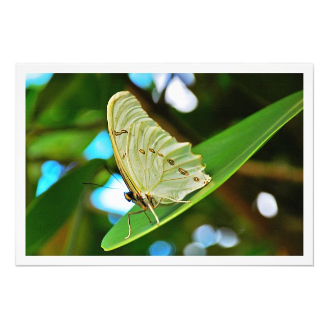 Élargissement de la photo (Devant)