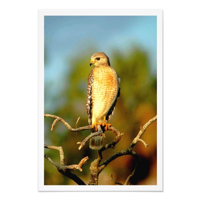 Élargissement de la photo (Devant)