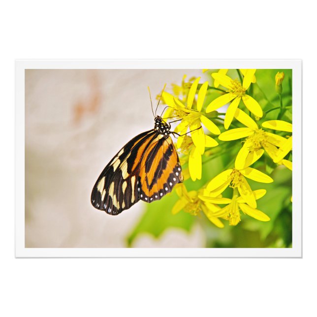 Élargissement de la photo (Devant)