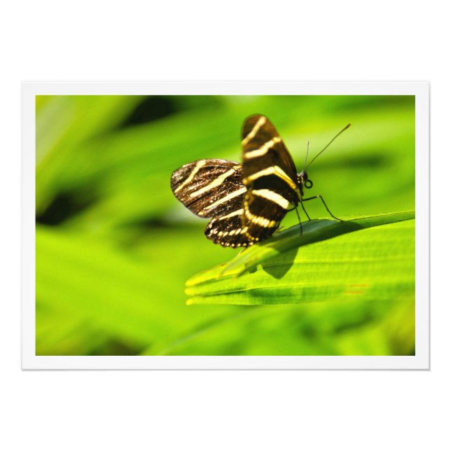 Élargissement de la photo (Devant)