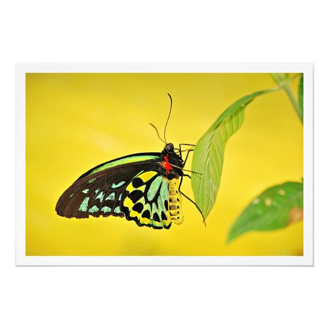 Élargissement de la photo (Devant)