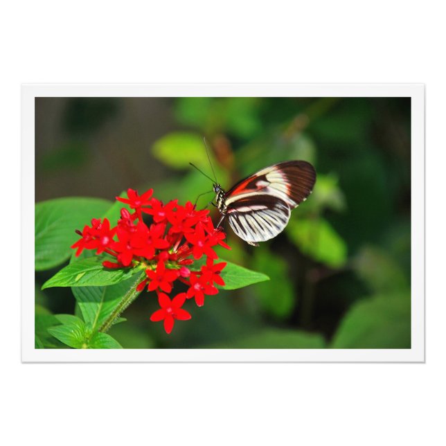 Élargissement de la photo (Devant)