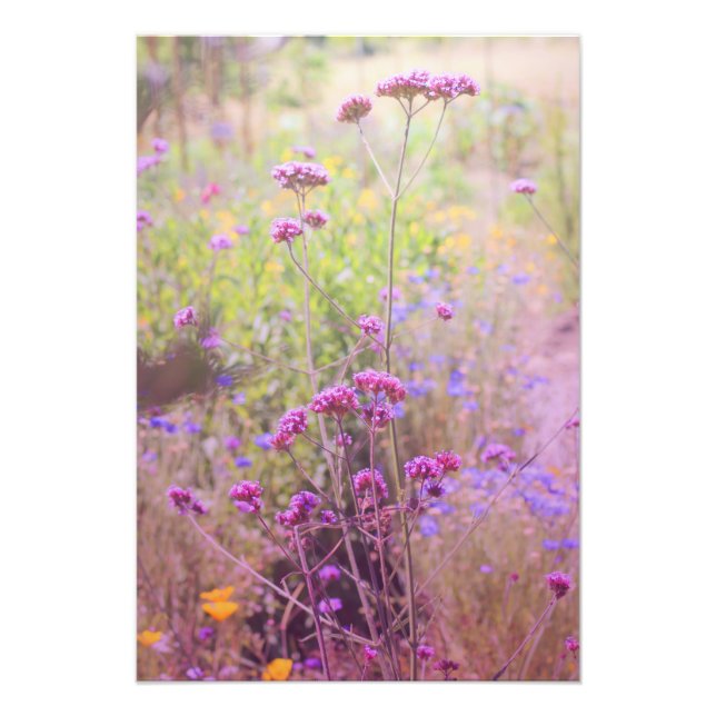 Élargissement de la photo de Verbena (Devant)