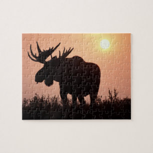 Elch, Alces alces, Bulle mit großem Geweih,