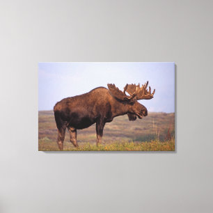 Elch, Alces alces, Bulle mit großem Geweih Leinwanddruck