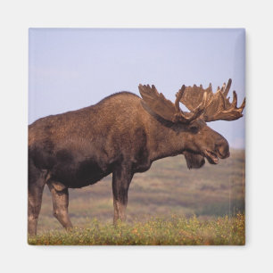 Elch, Alces alces, Bulle mit großem Geweih Magnet