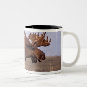 Elch, Alces alces, Bulle mit großem Geweih Zweifarbige Tasse