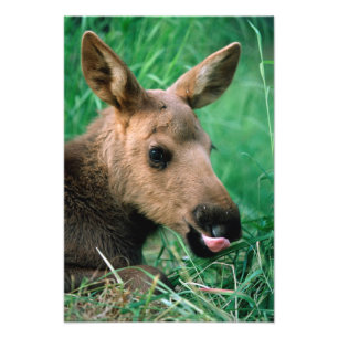 Elch, Alces alces, Kalb liegt im Gras, Kenai Fotodruck