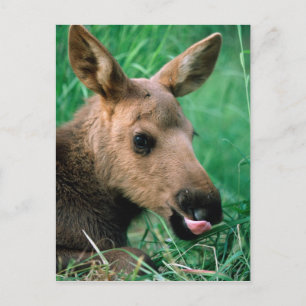 Elch, Alces alces, Kalb liegt im Gras, Kenai Postkarte