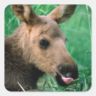Elch, Alces alces, Kalb liegt im Gras, Kenai Quadratischer Aufkleber
