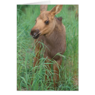 Elch, Alces alces, neugeborenes Kalb steht