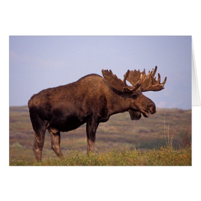 Elch, Alces Alces, Stier mit großen Geweihten (Vorderseite (Horizontal))