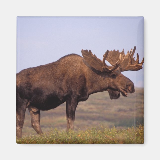 Elch, Alces Alces, Stier mit großen Geweihten Magnet (Vorne)