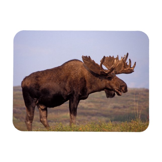 Elch, Alces Alces, Stier mit großen Geweihten Magnet (Horizontal)