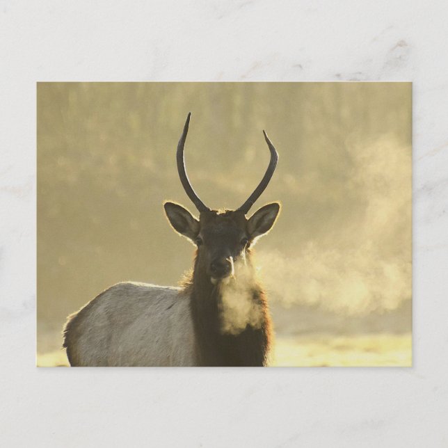 Elch atmet postkarte (Vorderseite)