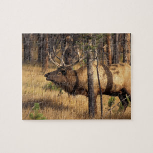 Elch, Cervus elaphus, Bulle röhrt in einem abgebra