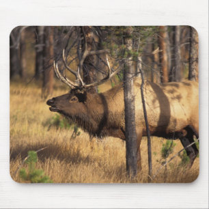 Elch, Cervus elaphus, Bulle röhrt in einem abgebra Mousepad