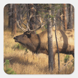 Elch, Cervus elaphus, Bulle röhrt in einem abgebra Quadratischer Aufkleber