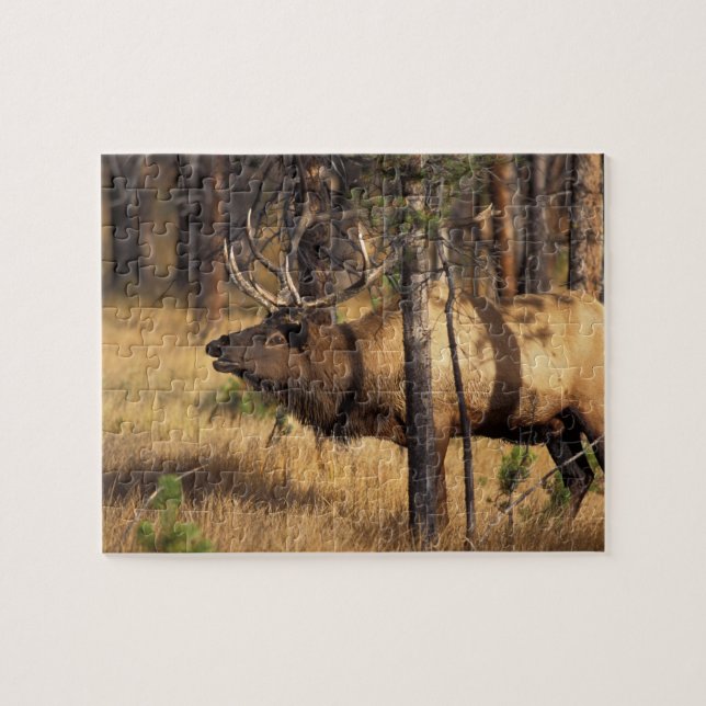 Elch, Cervus elaphus, Bullenbrillen in einem verbr (Horizontal)