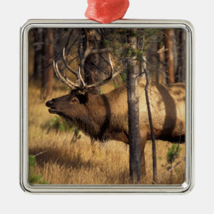 Elch, Cervus elaphus, Bullenbrillen in einem verbr Ornament Aus Metall