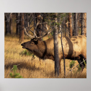 Elch, Cervus elaphus, Bullenbrillen in einem verbr Poster