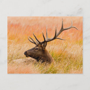 Elch (Cervus Elephus) ruht auf Wiesen Gras Postkarte