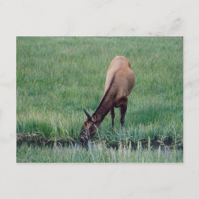 Elch - Gelbstein Postkarte (Vorderseite)