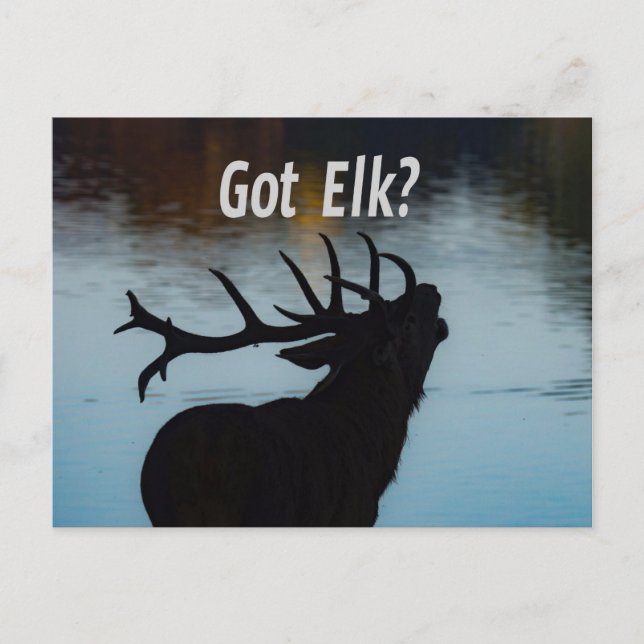 Elch got? Funny Hunter Spaß Postkarte (Vorderseite)