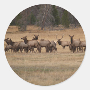 Elch Herd Round Sticker