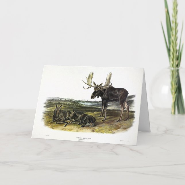 Elch Hirsch (Elch - Alzen Alzen) von Audubon Karte (Vorderseite)