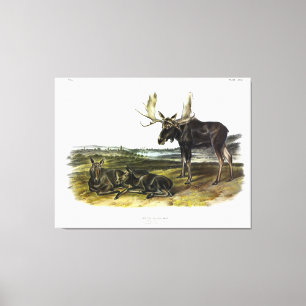 Elch Hirsch (Elch - Alzen Alzen) von Audubon Leinwanddruck