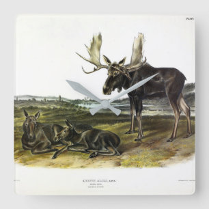 Elch Hirsch (Elch - Alzen Alzen) von Audubon Quadratische Wanduhr