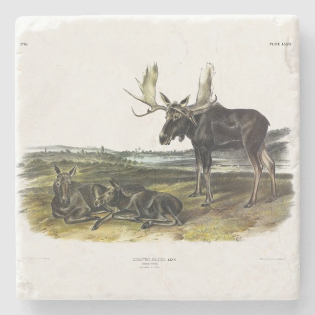 Elch Hirsch (Elch - Alzen Alzen) von Audubon Steinuntersetzer (Vorderseite)