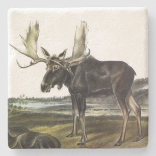 Elch Hirsch (Elch - Alzen Alzen) von Audubon Steinuntersetzer