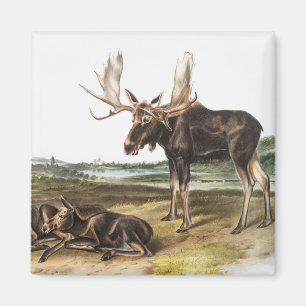Elch Illustration (Servus alces) Magnet