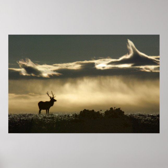 Elch im Hufeisenpark rmnp Poster (Vorne)