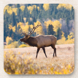 Elch im Rocky Mountain National Park, Colorado Getränkeuntersetzer