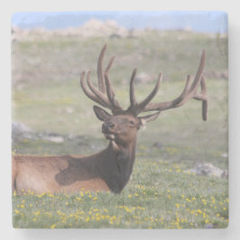 Elch im Rocky Mountain Nationalpark Steinuntersetzer