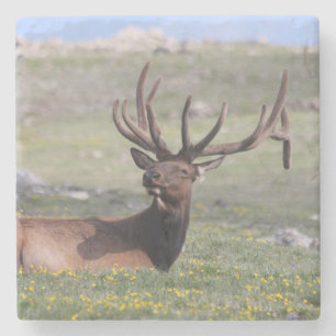 Elch im Rocky Mountain Nationalpark Steinuntersetzer